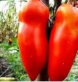 Семена томатов сорта "Перчини"