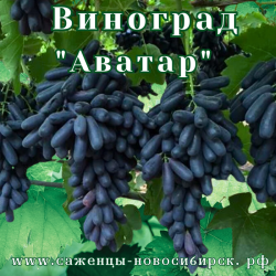 Саженцы сортового винограда "Аватар"