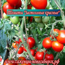 Семена томатов сорта "Застольные красные"(Red for a holiday, Ukraine)