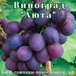 Саженцы сортового винограда "Аюта"