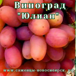 Саженцы сортового винограда "Юлиан"