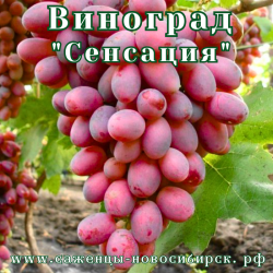 Саженцы сортового винограда "Сенсация"