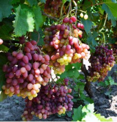 Саженцы  сортового винограда "Велес"