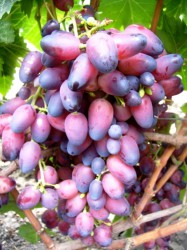 Саженцы сортового винограда "Аметист"