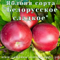 Яблоня "Белорусское сладкое"