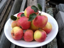 Яблочки "Алёнушка" урожай 2017
