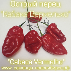 Семена острого перца "Cabaca Vermelho" ( Кабака Вермельхо)