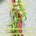 Семена острого перца " Pepper Thunder Mountain Longhorn"