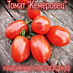 Семена томатов  сорта "Кемеровец"
