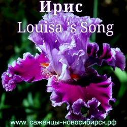 Ирис Луиза Сонг (Louisa`s song)