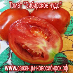 Рассада томатов сорта "Сибирское чудо"