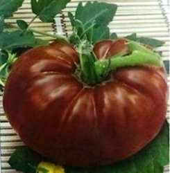 Семена томатов сорта "Шоколадка"(Сhocolate, Russia)