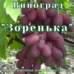 Саженцы сортового винограда "Зоренька"