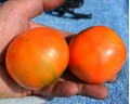 Семена томатов сорта "Монгольский карлик"
