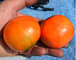 Семена томатов сорта "Монгольский карлик"