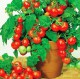 Рассада томатов сорта "Балконное чудо"
