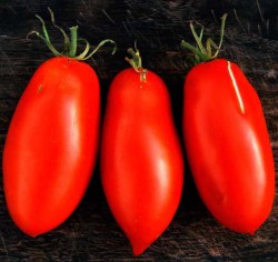 Семена томатов сорта "Старый коммунист"