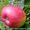 Зимостойкая яблоня "Первоуральская"