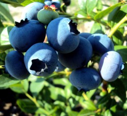 Голубика сортовая садовая "Эрли Блю"