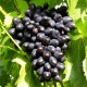 Саженцы сортового винограда "Кодрянка"
