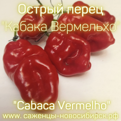 Рассада острого перца "Cabaca Vermelho" ( Кабака Вермельхо)
