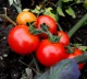 Семена томатов сорта "Крайний Север"