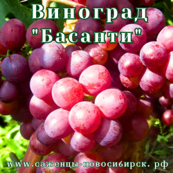Саженцы сортового винограда "Басанти"