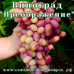 Саженцы сортового винограда "Преображение"