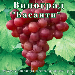 Саженцы сортового винограда "Басанти"