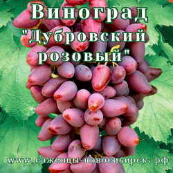 Саженцы сортового винограда "Дубовский"
