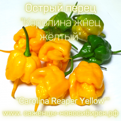 Рассада острого перца "Carolina Reaper Yellow" ( Каролина Жнец жёлтый)