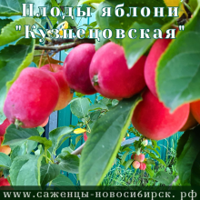 Саженцы яблони сорта "Кузнецовская"