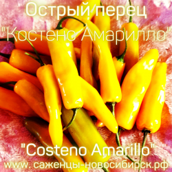 Острый перец "Costeno Amarillo"