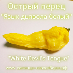 Рассада острого перца "Devil's Tongue white" (Вайт Девилс Тонгуе)