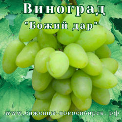 Саженцы сортового винограда "Божий дар"