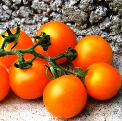 Рассада томатов сорта "Мандаринка"