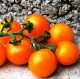 Рассада томатов сорта "Мандаринка"