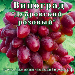 Саженцы сортового винограда "Дубовский"