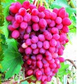 Саженцы  сортового винограда "Велес"