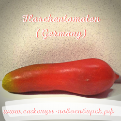 Рассада томатов сорта "Flaschentomaten (Germany)