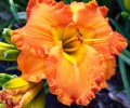 Лилейник гибридный Orange Nassau