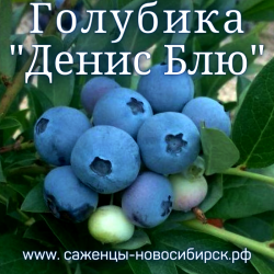 Голубика сортовая садовая "Денис Блю"
