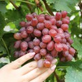 Саженцы винограда сорта  "Рилайнс Пинк Сидлис" (РПС)
