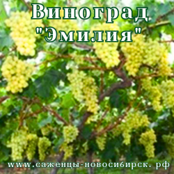 Саженцы сортового винограда "Эмилия"