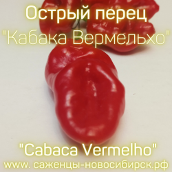 Рассада острого перца "Cabaca Vermelho" ( Кабака Вермельхо)