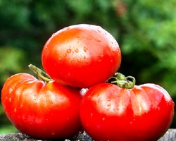 Семена томатов сорта "Крестьянский кормилец"(Peasant breadwinner, Russia)