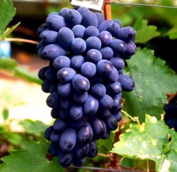 Саженцы сортового винограда "Кодрянка"