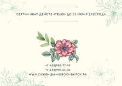 Подарочный сертификат на 3000 рублей.