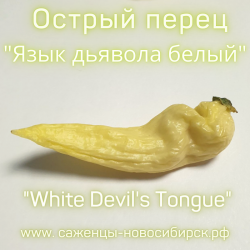 Семена острого перца "Devil's Tongue white" (Вайт Девилс Тонгуе)