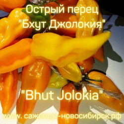 Острый перец  "Bhut Jolokia Yellow"